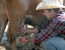 La leche bronca es toda aquella que no ha sido pasteurizada para matar las bacterias causantes de enfermedades, independientemente de dónde provenga: vaca, cabra, oveja. EL INFORMADOR / ARCHIVO