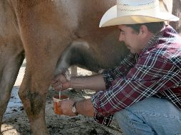 La leche bronca es toda aquella que no ha sido pasteurizada para matar las bacterias causantes de enfermedades, independientemente de dónde provenga: vaca, cabra, oveja. EL INFORMADOR / ARCHIVO