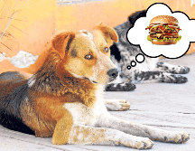 ¡Ten cuidado! Puede que estés malinterpretando los gestos de tu mascota. EL INFORMADOR / ARCHIVO