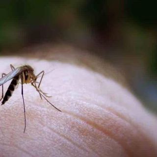 ¿Cómo prevenir las picaduras de mosquitos?