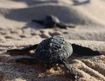 Este campamento, es una reserva ecológica situada en el municipio de Cabo Corrientes en la costa de Jalisco. ESPECIAL / CAMPAMENTO MAYTO