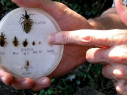 La enfermedad de Chagas tiene dos fases. EFE / ARCHIVO