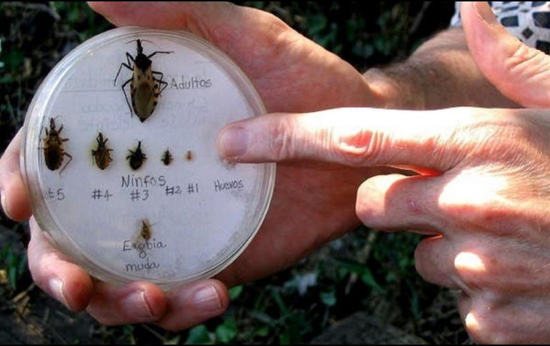 La enfermedad de Chagas tiene dos fases. EFE / ARCHIVO