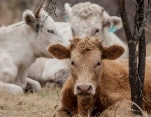 La leche de vaca es uno de los alimentos más populares en el planeta. EL INFORMADOR/ARCHIVO