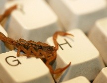 Hay que aclarar que los alacranes, igual que la mayoría de los arácnidos, los alacranes no te atacaran si no se sienten amenazados o acorralados. EL INFORMADOR / ARCHIVO