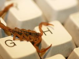 Hay que aclarar que los alacranes, igual que la mayoría de los arácnidos, los alacranes no te atacaran si no se sienten amenazados o acorralados. EL INFORMADOR / ARCHIVO