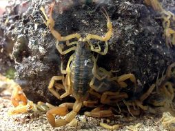 En México existen ocho especies que son peligrosas y se localizan principalmente en la vertiente del Océano Pacífico. NTX / ARCHIVO