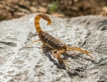 Recuerda que la mejor forma de evitar accidentes con alacranes es la prevención. Unsplash