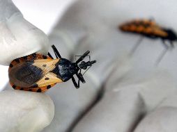 Por lo general, esos insectos viven en las grietas y los huecos de paredes y tejados de casas y estructuras exteriores, como gallineros, corrales y almacenes, en zonas rurales y suburbanas. AFP / ARCHIVO