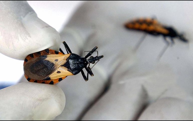 Por lo general, esos insectos viven en las grietas y los huecos de paredes y tejados de casas y estructuras exteriores, como gallineros, corrales y almacenes, en zonas rurales y suburbanas. AFP / ARCHIVO