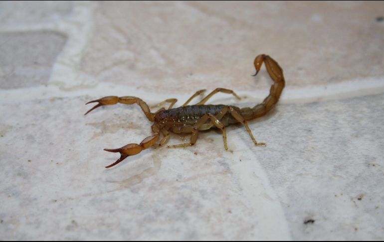 La temporada de calor trae consigo el aumento de los alacranes. NTX/ARCHIVO
