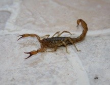 La temporada de calor trae consigo el aumento de los alacranes. NTX/ARCHIVO