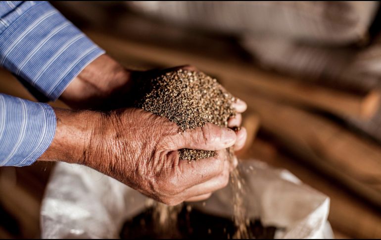 Además de su versatilidad en la cocina, las semillas de chía son altamente valoradas por sus beneficios para la salud. EL INFORMADOR / ARCHIVO