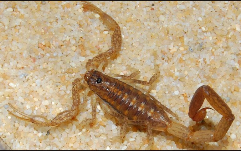 El alacrán aparece en temporada de calor, como la que ya se comienza a sentir por gran parte del país y no andan en pareja, como también se suele creer. NTX / ARCHIVO