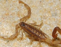El alacrán aparece en temporada de calor, como la que ya se comienza a sentir por gran parte del país y no andan en pareja, como también se suele creer. NTX / ARCHIVO