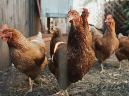Las aves de corral se han relacionado con diversas infecciones. ESPECIAL/ Foto de B.Mureland en Unsplash