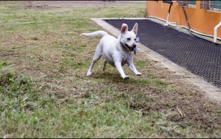 Si descubres a tu perro comiendo heces fecales, la pregunta natural es ¿Por qué de repente estás comiendo heces? SUN / ARCHIVO