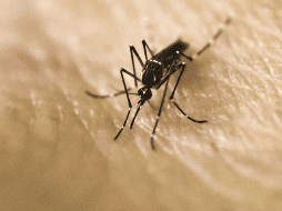 Se examinó la adaptación térmica de los mosquitos, un aspecto crítico que a menudo se pasa por alto en los modelos que evalúan el impacto del cambio climático en las enfermedades transmitidas por estos insectos. AFP / ARCHIVO