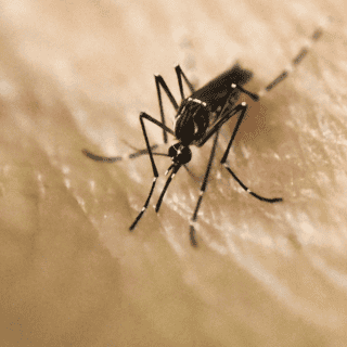 Descubren impacto de crisis climática en mosquito del dengue