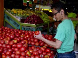 Se debe evitar tener los jitomates en climas muy fríos, pues provienen de climas subtropicales, porque no toleran las altas temperaturas. AFP / ARCHIVO