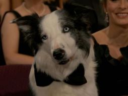 Messi interpretó al perro llamado 