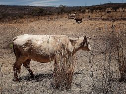 Uno de los fenómenos climáticos que más afecta a las actividades económicas del país es la sequía. EL INFORMADOR / ARCHIVO