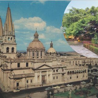 Este es el árbol más antiguo de Guadalajara