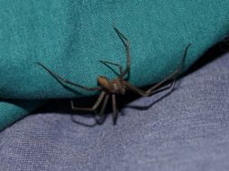 La araña violinista tiene una mordedura que puede provocar consecuencias mortales para los humanos. Pixabay.