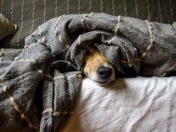 Protégete y también a tu lomito durante este gran fenómeno natural. Pixabay