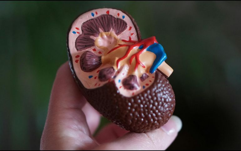 La insuficiencia renal aguda, también llamada lesión renal aguda, se desarrolla rápidamente. UNSPLASH / R. Weermeijer