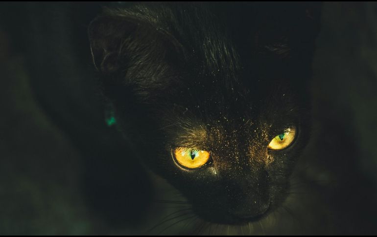 Un felino cayó a un contenedor de químicos de alto riesgo en Japón. ESPECIAL/ Foto de M. Klein en Unsplash