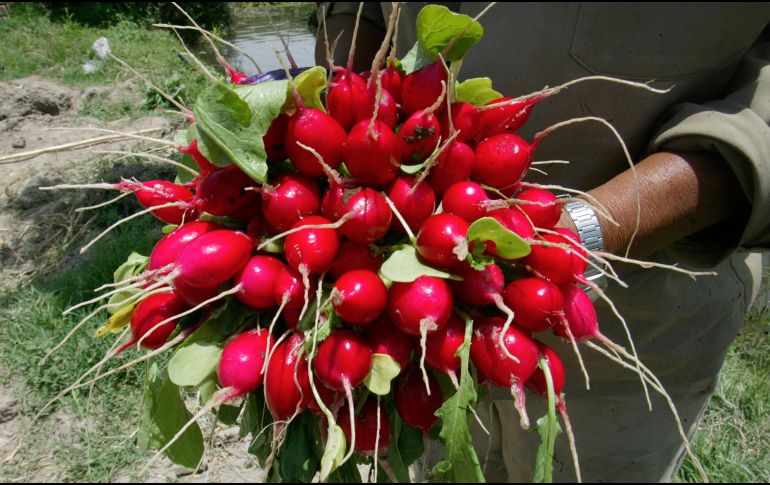 Generalmente, el rábano se come crudo, pero hay una manera particular con la que puedes aprovechar sus nutrientes y exquisito sabor. EL INFORMADOR / ARCHIVO