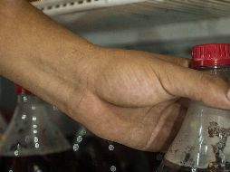 Una investigación concluyó que las personas que habitualmente consumen bebidas azucaradas, tienen 50% más probabilidades de tener triglicéridos elevados que quienes no lo hacen. EL INFORMADOR / ARCHIVO