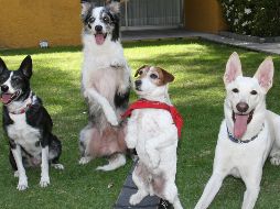 Las relaciones únicas entre actividades específicas y sus efectos fisiológicos podrían servir de referencia para programar en el futuro intervenciones específicas asistidas por animales. SUN / ARCHIVO