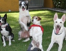 Las relaciones únicas entre actividades específicas y sus efectos fisiológicos podrían servir de referencia para programar en el futuro intervenciones específicas asistidas por animales. SUN / ARCHIVO