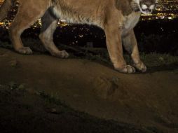 Este suceso ha causado controversia en las redes sociales, debido a que existen comentarios de personas que cuestionan que hayan cazado al felino, mientras que la mayoría aseguran que fue en defensa propia. EFE / ARCHIVO