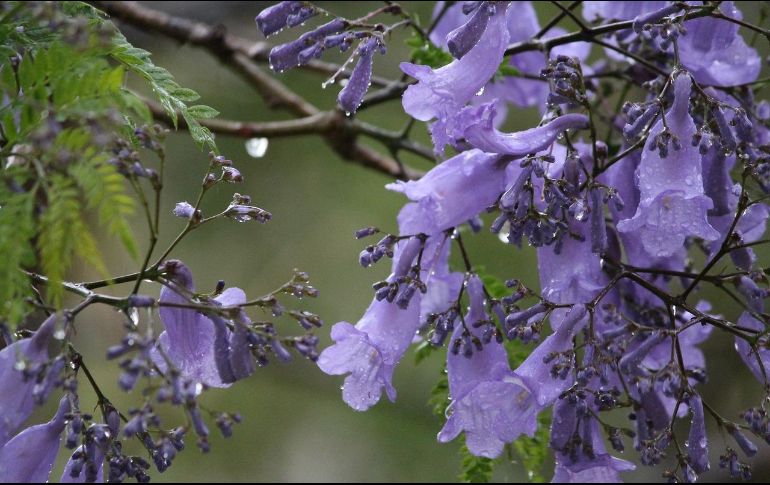 Las jacarandas también ayudan a mejorar la digestión. Pixabay.