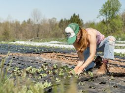 Esta eficiencia no solo ahorra costos significativos a los agricultores, sino que también reduce el impacto ambiental. UNSPLASH /  Z. Schaeffer