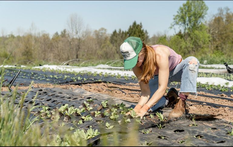 Esta eficiencia no solo ahorra costos significativos a los agricultores, sino que también reduce el impacto ambiental. UNSPLASH /  Z. Schaeffer