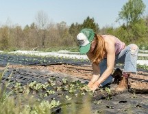 Esta eficiencia no solo ahorra costos significativos a los agricultores, sino que también reduce el impacto ambiental. UNSPLASH /  Z. Schaeffer