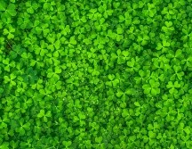 Atiende a una de estas tres opciones para festejar esta gran celebración irlandesa que se ha convertido en mundial. ESPECIAL / PEXELS