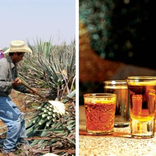 ¿Cuántos tipos de tequila existen en México?