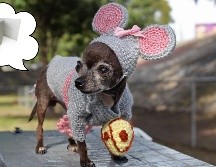 Estas son las posibles razones por las que te acabas de quedar sin papel del baño; lo más seguro es que no esté enfermo tu perro. EL INFORMADOR / ARCHIVO