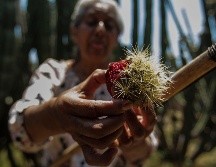 Si la persona se equivoca en el corte provoca que la pitaya caiga y que las espinas queden en su cabeza. EL INFORMADOR / ARCHIVO
