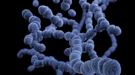 Estreptococo A (Streptococcus pyogenes). ESPECIAL/Foto de  CDC en Unsplash