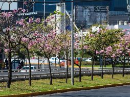 Durante la primavera, el Sol cruza el ecuador celeste de sur a norte de la Tierra, el día y la noche tienen la misma duración, e inicia la temporada de días cálidos. EL INFORMADOR / A. Navarro