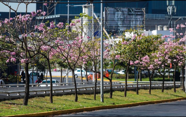 Durante la primavera, el Sol cruza el ecuador celeste de sur a norte de la Tierra, el día y la noche tienen la misma duración, e inicia la temporada de días cálidos. EL INFORMADOR / A. Navarro