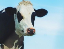 Se detectó insulina en la leche de la primera vaca transgénica. ESPECIAL/ Foto de JC. Emer en Unsplash