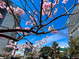 Estos son los árboles que florecen en la primavera en la Zona Metropolitana de Guadalajara, ¿los conoces? EL INFORMADOR / ARCHIVO