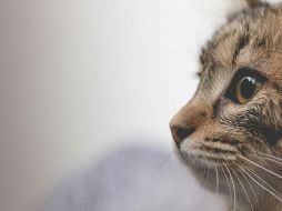 Los gatos son uno de los animales preferidos por los humanos. ESPECIAL/ Foto de Borna Bevanda en Unsplash